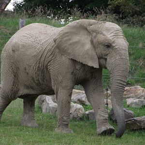 MARGE, African Elephant cow - Zooparc de Beauval - 06/2020