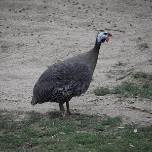 Helmeted Guineafowl - Zooparc de Beauval - 07/2020