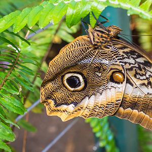 Butterfly Jungle Giant Owl