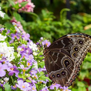 Butterfly Jungle Common Blue Morpho