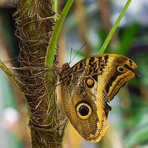 Butterfly Jungle Giant Owl