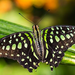 Butterfly Jungle Tailed Jay