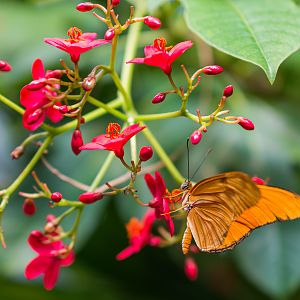 Butterfly Jungle Orange Julia