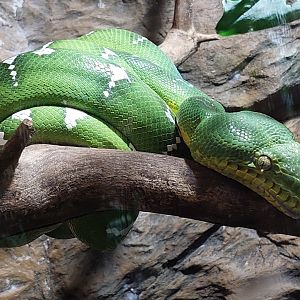 Emerald Tree Boa