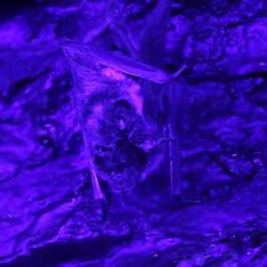Common Vampire Bat (Desmodus rotundus)