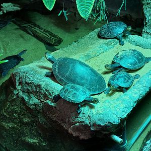 South American Turtles