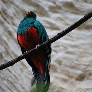 Golden-headed Quetzal (Pharomachrus auriceps)