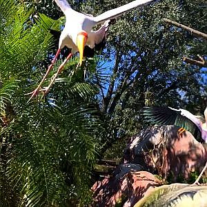 Thrills With Yellowbills! - YouTube