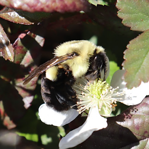 Two-Spotted Bumblebee (Bombus bimaculatus)