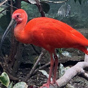 Scarlet Ibis (Eudocimus ruber)