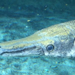 Alligator Gar (Atractosteus spatula)