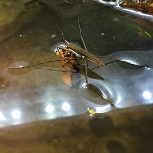 Water Strider (Gerris marginatus)