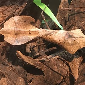 Dead Leaf Mantis (Deroplatys desiccata)