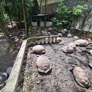 Mahé - giant tortoise enclosure