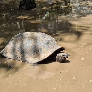 Mahé - captive giant tortoise