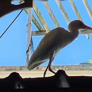 Mahé - cattle egret