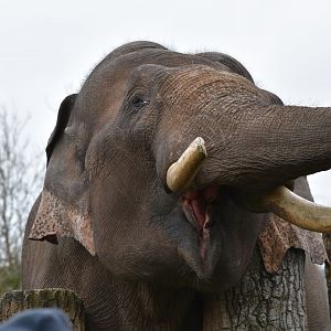 Asian Elephant