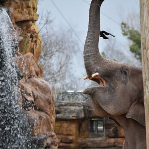 Asian Elephant