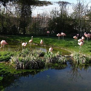 Chilean flamingo enclosure (04/2022)