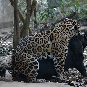Jaguars