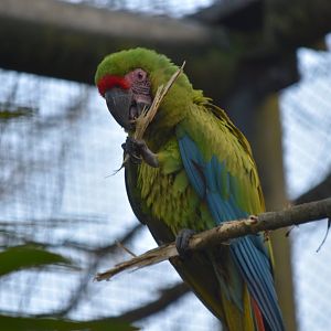 Great green macaw