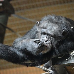 Western chimpanzee