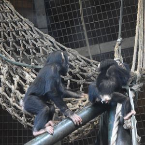 Western chimpanzees