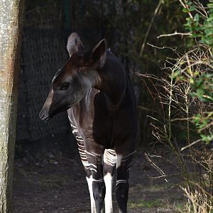Okapi