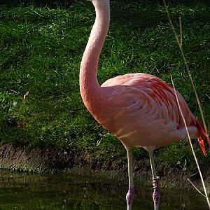 Chilean flamingo (04/2022)
