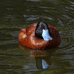 Lake duck (Oxyura vittata) (04/2022)
