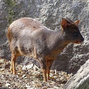 Southern pudu (Pudu puda) (04/2022)
