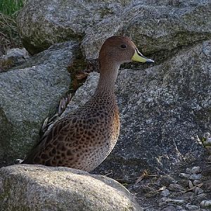 Speckled teal (Anas flavirostris flavirostris) (04/2022)