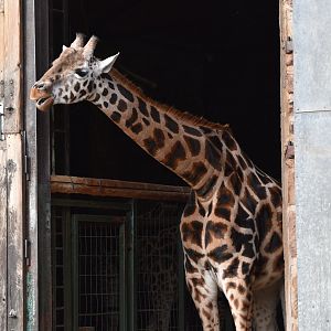 Rothschild's giraffe