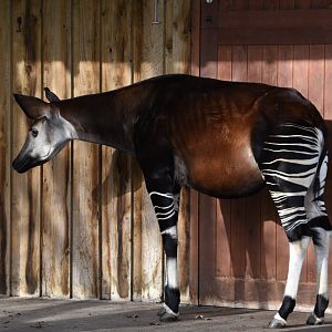 Okapi