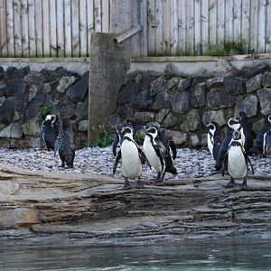 Humboldt penguins