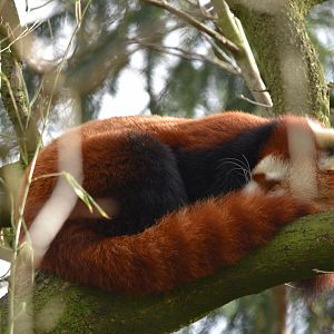 Nepalese red panda