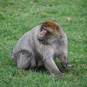 Barbary macaque
