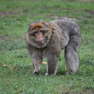 Barbary macaque