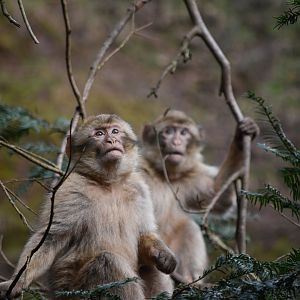 Young macaques