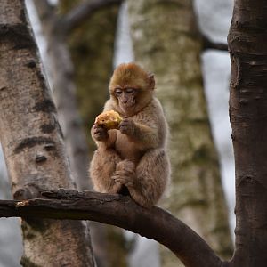 Macaque eating