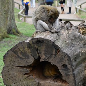 Macaque in log and macaque on log