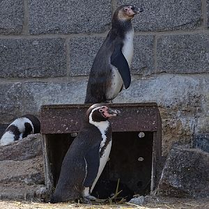 Humboldt penguin (Spheniscus humboldti) (04/22)