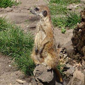 Meerkat (Suricata suricatta) (04/22)