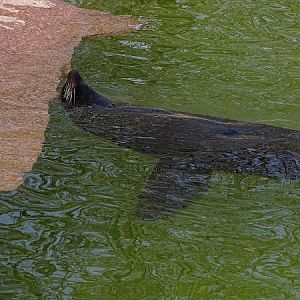 South American fur seal (Arctocephalus australis) (04/22)
