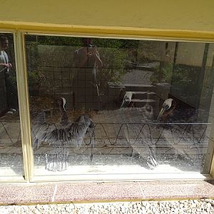 Brown pelican indoor enclosure (04/22)