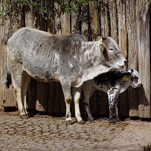 Dwarf zebu (04/22)