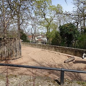 Part of the dwarf zebu enclosure (04/22)