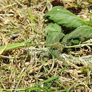 Western Clubtail (Gomphus pulchellus)