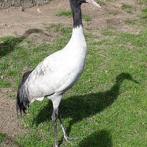 Black-necked crane (Grus nigricollis) (04/22)