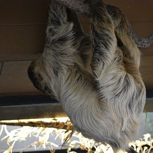 Linne's two-toed sloth